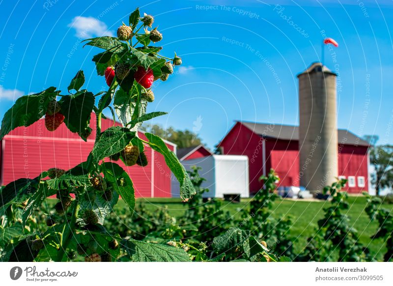 Himbeerstrauch auf dem Bauernhof Frucht Dessert Ernährung Vegetarische Ernährung Diät Sommer Garten Gartenarbeit Natur Pflanze Blatt Feld Dorf Gebäude frisch