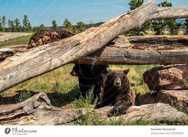 Nordamerikanischer Schwarzbär beim Klettern auf den umgestürzten Bäumen Sommer Natur Tier Baum Gras Park Wald Pelzmantel groß natürlich wild braun grau grün