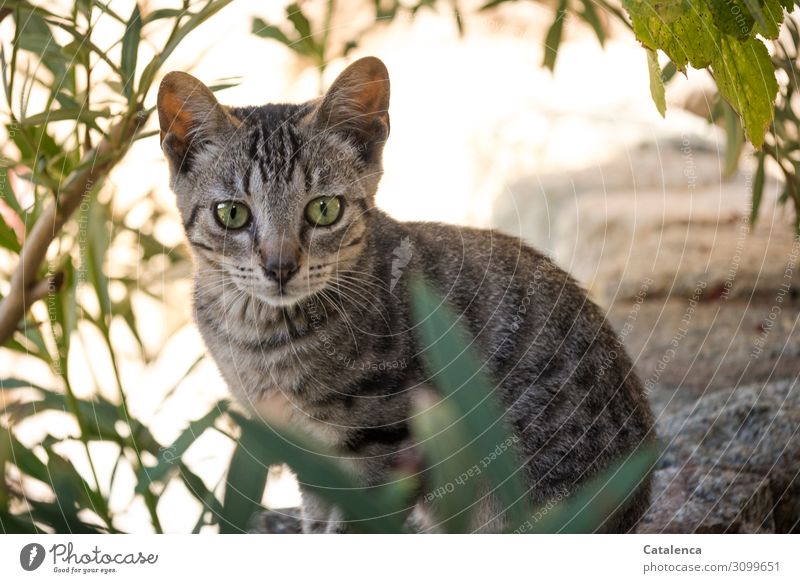 Ein korsisches Kätzchen schaut in die Kamera Sommer Schönes Wetter Pflanze Blatt Oleander Garten Haustier Nutztier Katze 1 Tier beobachten sitzen schön klein