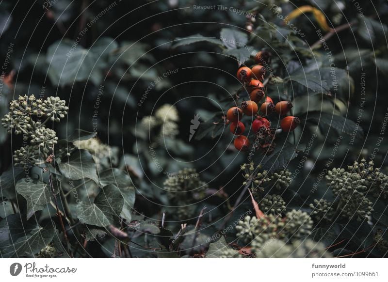 Hagebutten an einem Strauch Rose Rosengewächse rot grün Blatt Pflanze Farbfoto Natur Frucht Sträucher Herbst Menschenleer Außenaufnahme Schwache Tiefenschärfe