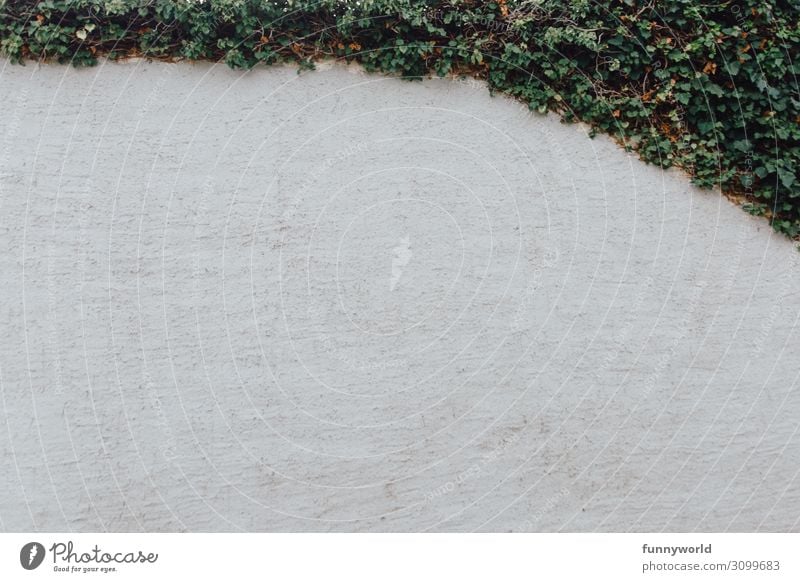 Die Wand mit grün Menschenleer Mauer Efeu Immergrüne Pflanzen neutral weiß Hintergrundbild Hintergrund neutral Natur ländlich bewachsen Rahmen Farbfoto