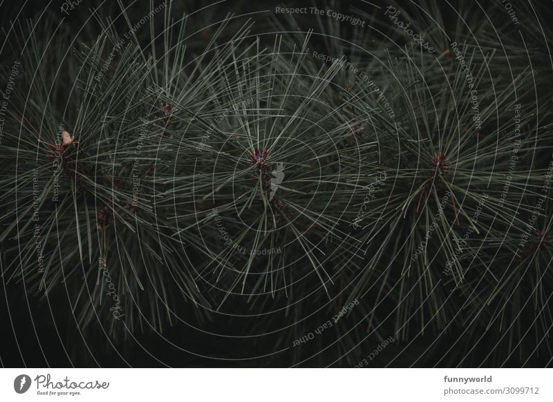 große Nadeln Umwelt Natur Pflanze bedrohlich Spitze stachelig Kiefer Nadelbaum Immergrün 3 gefährlich dunkel Farbfoto Gedeckte Farben Nahaufnahme Menschenleer