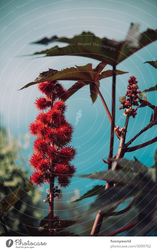 Rote, stachelige Blüte vor blauem Himmel Pflanze Natur Blume Makroaufnahme exotisch Menschenleer Detailaufnahme Schwache Tiefenschärfe Farbfoto Nahaufnahme