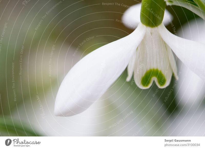 Schneeglöckchen grün weiß Umwelt Natur Pflanze Schönes Wetter Blühend Blüte Blütenpflanze Farbfoto Außenaufnahme Makroaufnahme Blume Detailaufnahme