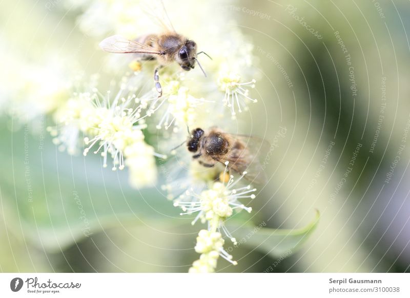 Zwei Bienen auf der Blüte der Esskastanie Umwelt Natur Pflanze Sommer 2 Tier Blühend schön gelb grün Tierliebe Leichtigkeit Insekten Farbfoto Außenaufnahme