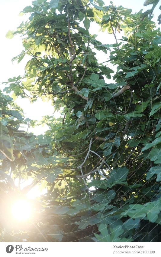 Baum am Meer Natur Landschaft Pflanze Sonne Sommer Feige Garten Wald Romantik Wahrheit Toleranz Farbfoto Außenaufnahme Detailaufnahme Sonnenaufgang