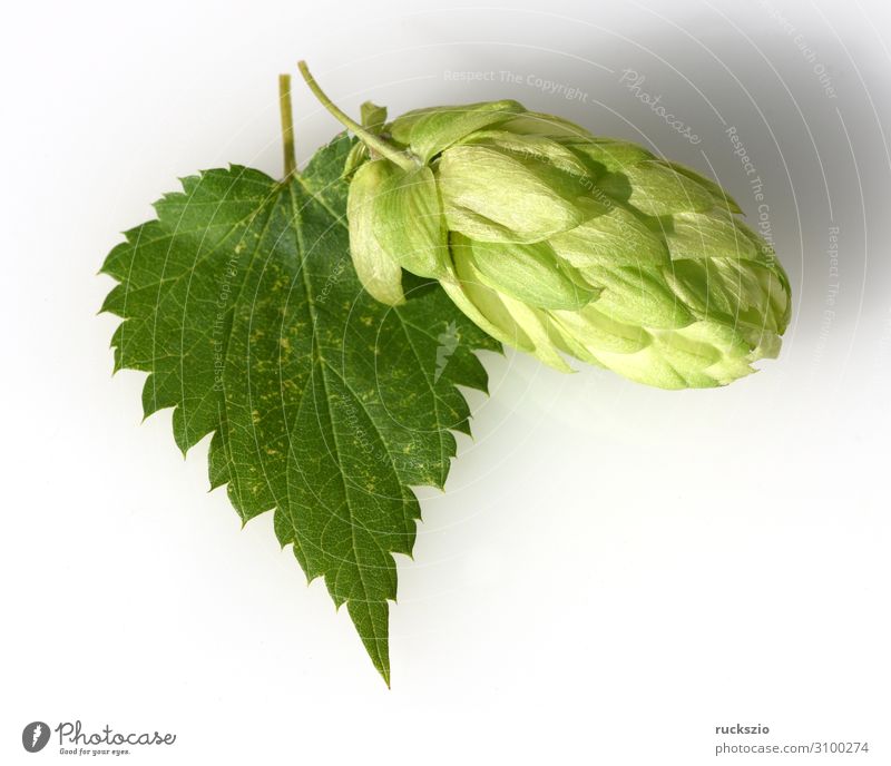 Hops, Humulus lupulus Pflanze Wildpflanze grün weiß Hopfen Kletterpflanzen Heilpflanzen Wildkrautbesatz Feldflora Wildflora Heilgartenpflanze