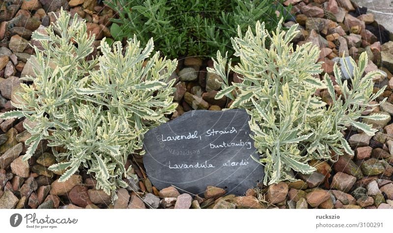 Lavender, shrub, variegated, lavendula allardii Kräuter & Gewürze Blume Sträucher Blüte blau Lavendel Buntlaubig Lavendula allardii Duftpflanze Duftblatt