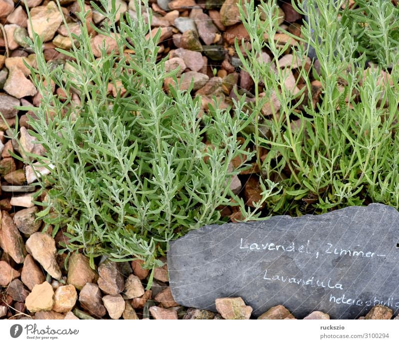 Lavender, Lavendula heterophylla Kräuter & Gewürze Blume Blüte blau Lavendel Zimmer- Duftpflanze Duftblatt Duftblueten Duftblume Heilpflanzen Küchenkräuter