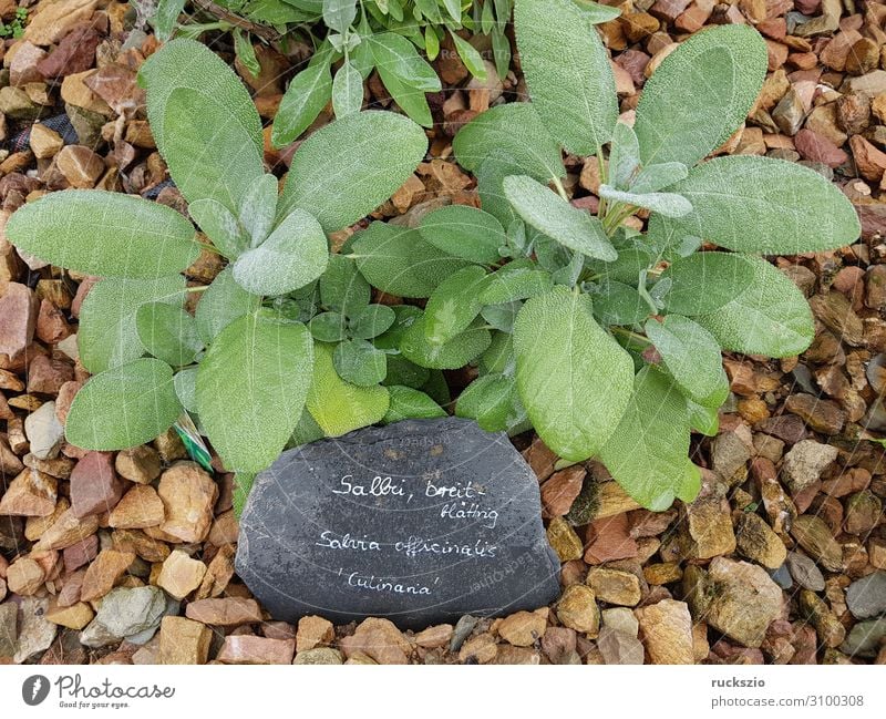 Sage, broadleaf trimmer, Culinaria Kräuter & Gewürze grün Salbei Breitblaettriger Heilpflanzen Küchenkräuter Kuechengewuerz Gewuerzkraut Duftkraut