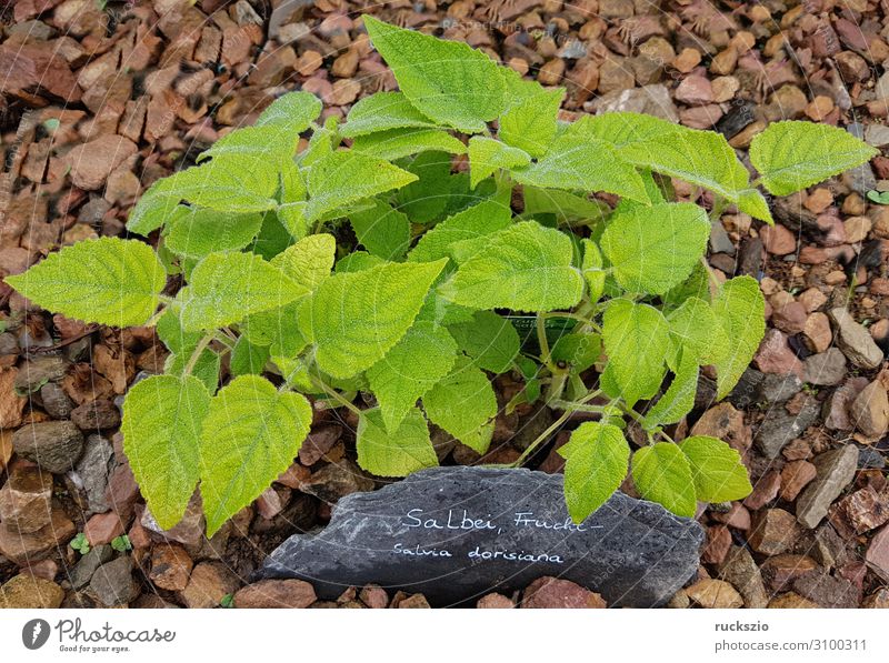 Sage, Fruit, Salvia dorisiana Frucht Kräuter & Gewürze grün Salbei Heilpflanzen Küchenkräuter Kuechengewuerz Gewuerzkraut Duftkraut Kraeuterpflanze