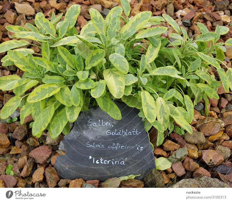 Sage, Gold leaf, Salvia officinalis, Iceterina Kräuter & Gewürze authentisch Salbei Goldblatt Heilpflanzen Küchenkräuter Kuechengewuerz Gewuerzkraut Duftkraut