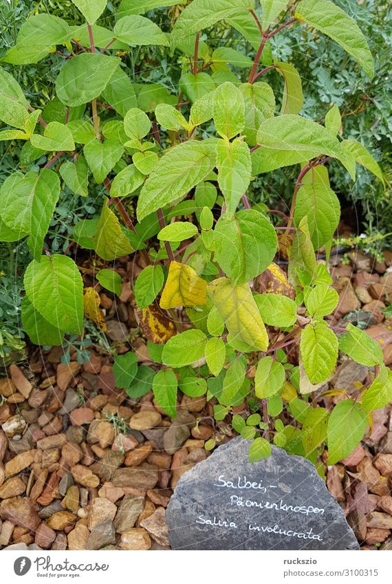 Sage, peony buds, salvia involucrata Kräuter & Gewürze grün Salbei Paeonienknospen Salvia involucrata Heilpflanzen Küchenkräuter Kuechengewuerz Gewuerzkraut