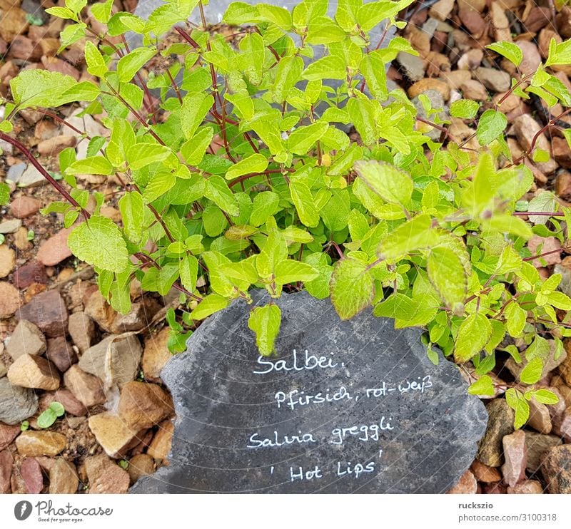 Sage, Peach, Salvia greggli, Hot Lips Kräuter & Gewürze authentisch Salbei Pfirsich Heilpflanzen Küchenkräuter Kuechengewuerz Gewuerzkraut Duftkraut