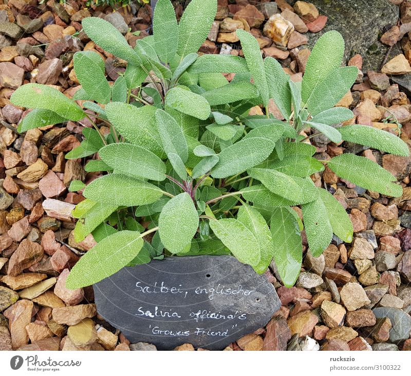 Sage, Salvia officinalis, Growers Friend Kräuter & Gewürze authentisch Salbei Heilpflanzen Küchenkräuter Kuechengewuerz Gewuerzkraut Duftkraut Kraeuterpflanze