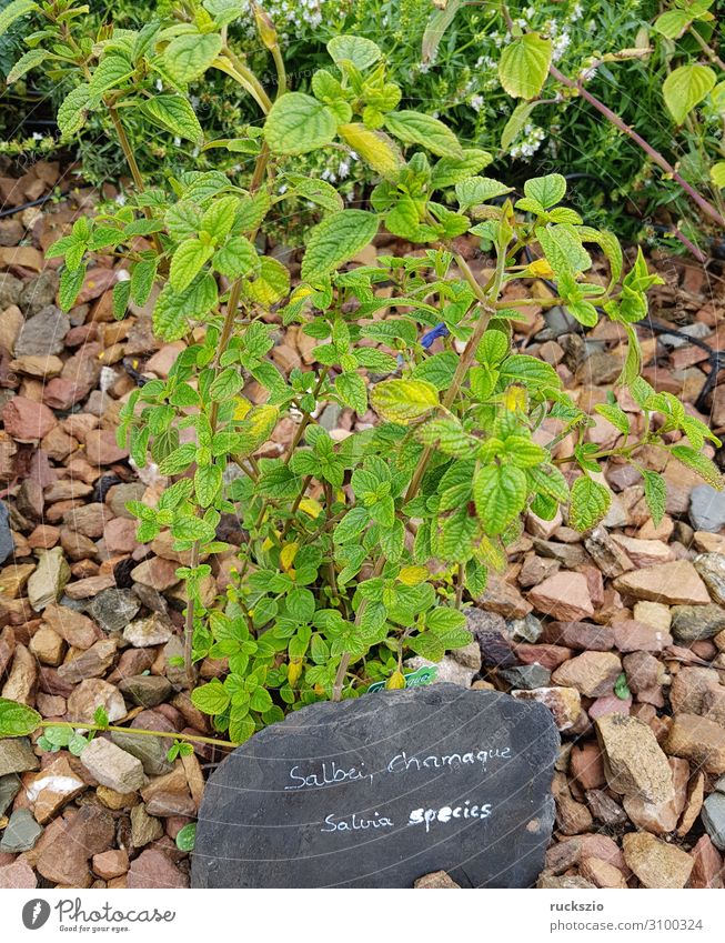 Salvia species, Chamaque Kräuter & Gewürze grün Salbei Heilpflanzen Küchenkräuter Kuechengewuerz Gewuerzkraut Duftkraut Kraeuterpflanze Medizinalpflanze