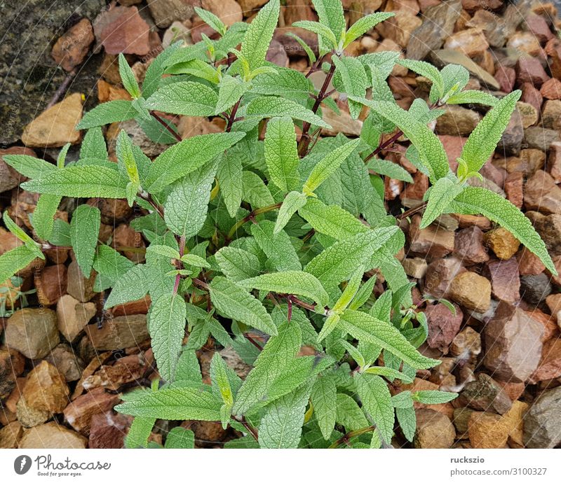 Sage, velvet, salvia leucanhe, Kräuter & Gewürze grün Salbei Samt Salvia leucanhe Heilpflanzen Küchenkräuter Kuechengewuerz Gewuerzkraut Duftkraut