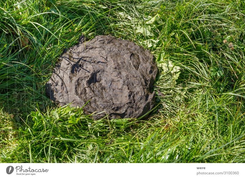 fresh cow dung in the green grass Natur Tier Kuh natürlich weich Duft alpine meadow animal cattle copy space Düngung fertilizer graze herbivore dirty landscape