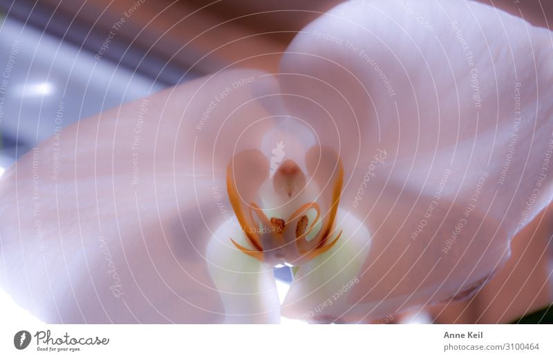 Orchidee Natur Pflanze Blüte Blühend gelb rosa weiß Farbfoto Gedeckte Farben mehrfarbig Innenaufnahme Nahaufnahme Detailaufnahme Makroaufnahme abstrakt Muster