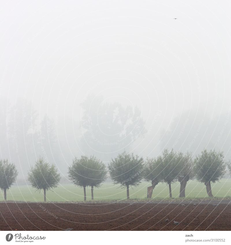 Im Ungewissen Natur Himmel Wolken Herbst Winter schlechtes Wetter Nebel Regen Pflanze Baum Weide Kopfweide Obstbaum Wiese Feld Allee Traurigkeit dunkel kalt