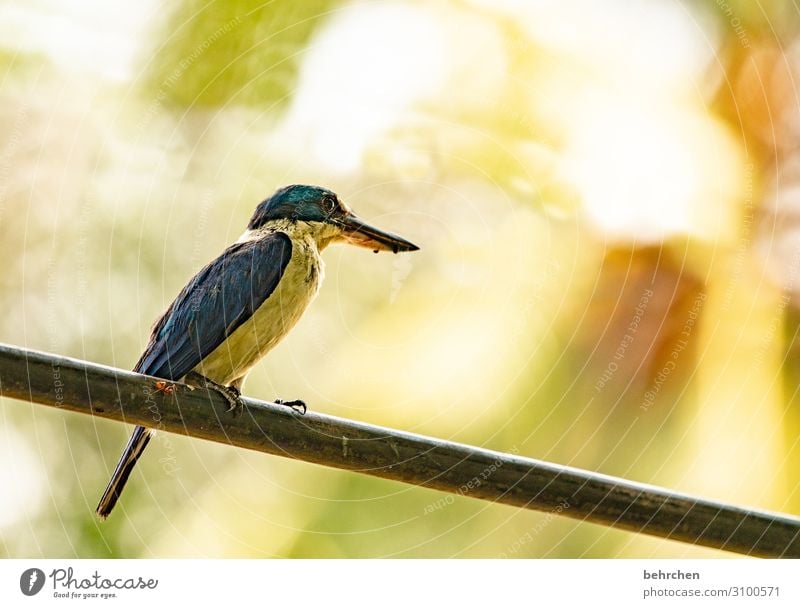 eine ameise auf dem drahtseil Ferien & Urlaub & Reisen Tourismus Ausflug Abenteuer Ferne Freiheit Wildtier Vogel Tiergesicht Flügel Feder Ameise Schnabel