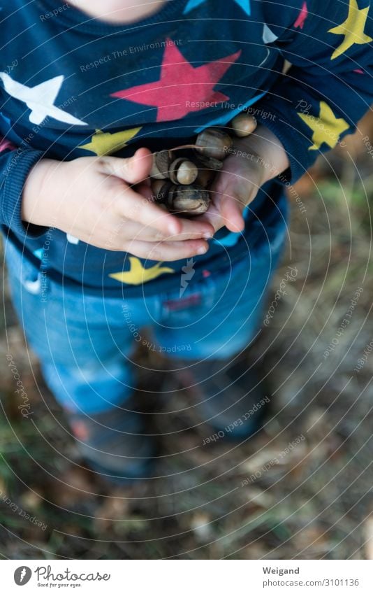 Herbstsammler Zufriedenheit Erntedankfest Kind Kleinkind 1-3 Jahre braun Neugier Interesse Hoffnung Sammlung Kindergarten Eicheln Farbfoto Textfreiraum unten