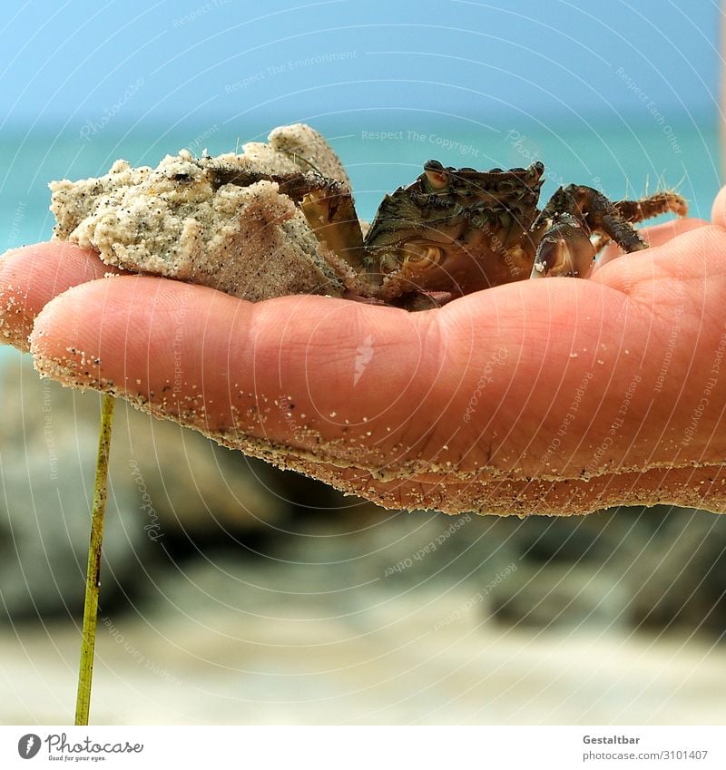 Strandkrabbe auf Hand Meeresfrüchte maskulin Natur Landschaft Sand Wasser Wolkenloser Himmel Sonnenlicht Sommer Schönes Wetter Vada bei Livorno Italien Tier