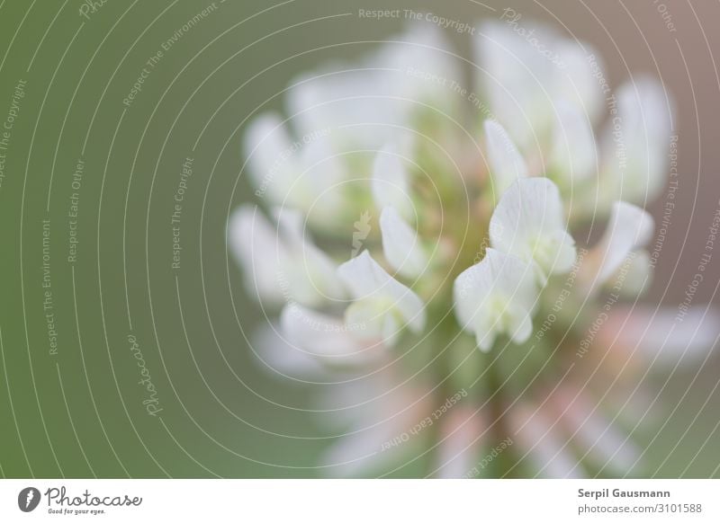 Blühender Klee, Natur, Makro Sommer Schönes Wetter Pflanze Blüte Garten schön grün rosa weiß Lebensfreude Frühlingsgefühle Kleeblüte Farbfoto Außenaufnahme