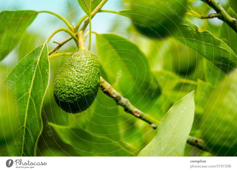 Reife Avocado am Baum Lebensmittel Gemüse Frucht Ernährung Essen Bioprodukte Vegetarische Ernährung Diät Italienische Küche Asiatische Küche Gesunde Ernährung