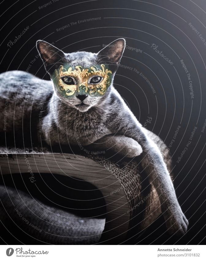 Maskerade Haustier Katze 1 Tier Karnevalsmaske gold grün silber Farbfoto Innenaufnahme Freisteller Hintergrund neutral Blick in die Kamera