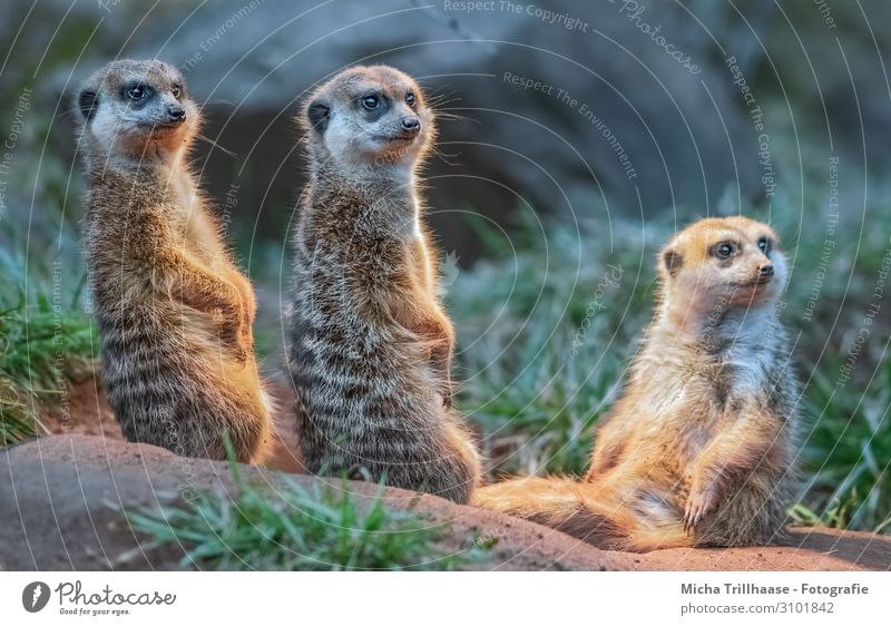 Aufmerksame Erdmännchen Natur Tier Sonnenlicht Schönes Wetter Gras Wildtier Tiergesicht Fell Pfote Manguste Kopf Auge Gesichter Beine 3 Tiergruppe beobachten