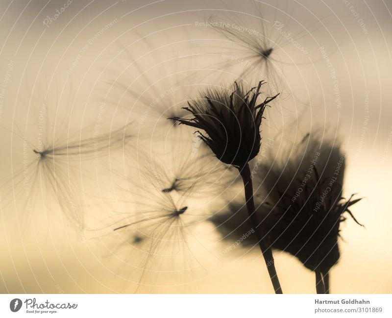 Fliegender Samen einer Distel im Gegenlicht. Sommer Natur Pflanze Himmel Sonnenaufgang Sonnenuntergang Sonnenlicht Wind Blume Blüte Wildpflanze Wiese natürlich