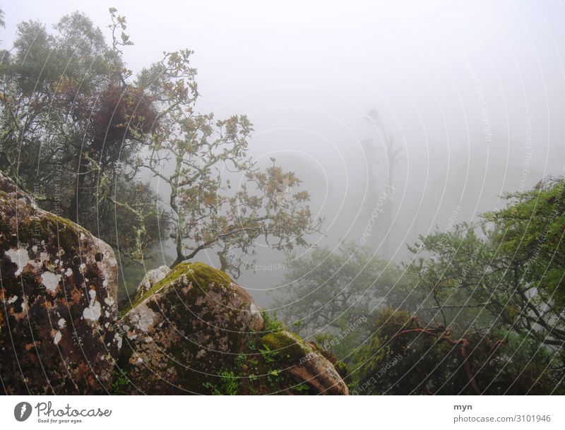 Bäume und Felsen im Nebel Steine unheimlich verwunschen mystisch Mystik gruselig Herbst Angst Einsamkeit schlechtes Wetter dunkel Baum Wald Außenaufnahme Natur