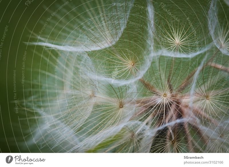 Wiesen-Bocksbart Umwelt Natur Frühling Sommer Pflanze Blume Wildpflanze Riesenpusteblume Heilpflanzen Feld ästhetisch außergewöhnlich natürlich schön weich