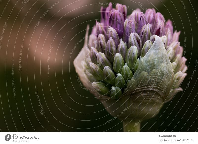 Zierlauch (Allium) Umwelt Natur Pflanze Frühling Blume Blüte Knollengewächse Garten Park ästhetisch groß natürlich schön gold grün violett schwarz Lebensfreude