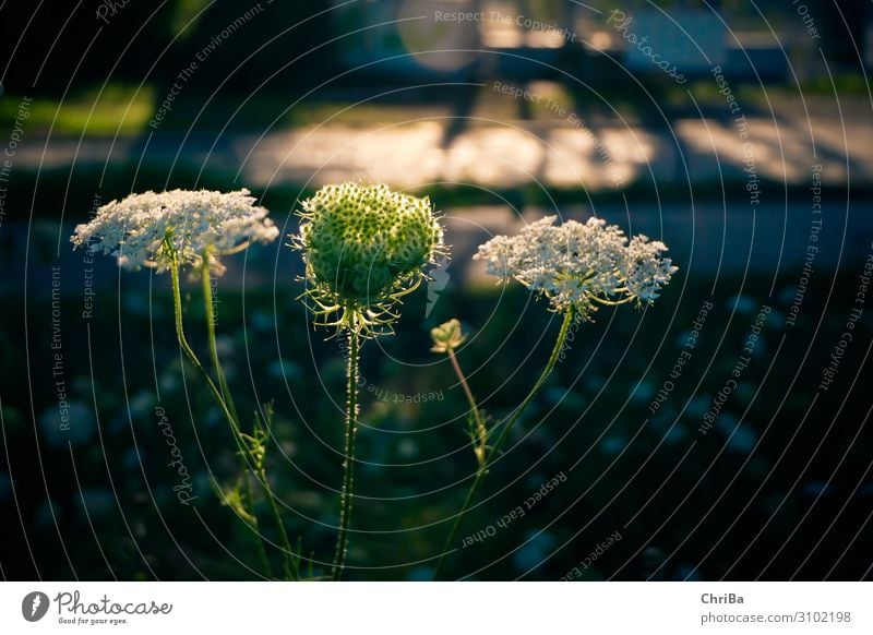 Wilde Möhre im Gegenlicht Natur Pflanze Sonnenlicht Sommer Schönes Wetter Blüte Wildpflanze Wiese Glück schön grün schwarz weiß Gefühle Fröhlichkeit