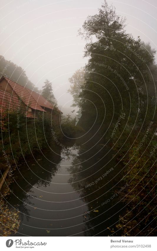 Im Fluss Umwelt Natur Herbst Nebel Baum authentisch Mühle ruhig Frieden Idylle Bach Wasser ländlich grün Haus Ziegeldach Reflexion & Spiegelung braun grau