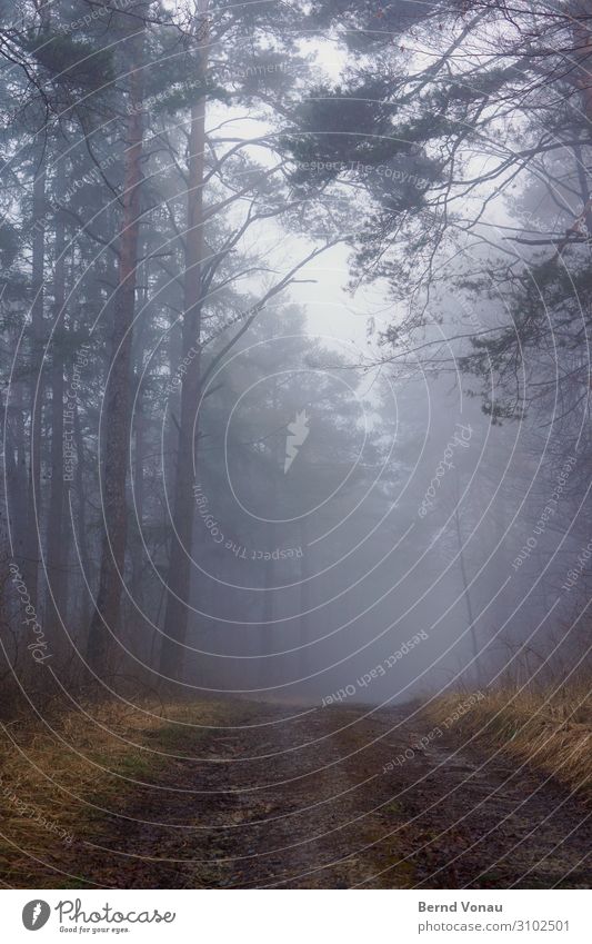 trübligneb Umwelt Natur Herbst Klima Nebel Regen Pflanze Baum Gras Wald authentisch ruhig Wege & Pfade Richtung Perspektive Zukunft Ungewisse Zukunft aufwärts