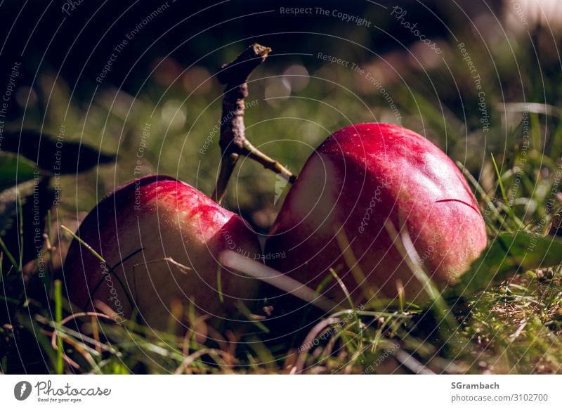 Zwei Äpfel an einem geteilten Zweig auf der Wiese liegend Lebensmittel Frucht Apfel Ernährung Picknick Bioprodukte Vegetarische Ernährung Fasten