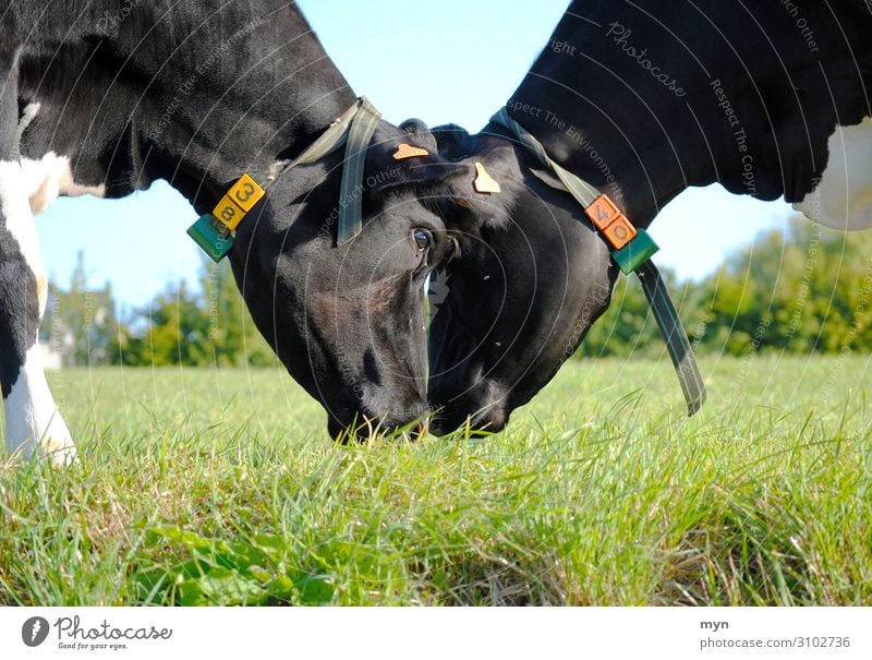 Zwei Kühe reiben liebevoll die Köpfe aneinander auf der Weide Kuh Liebe Wiese Landwirtschaft Kuscheln Zuneigung Kampf Futterneid Tier Gras Rind Herde Landschaft