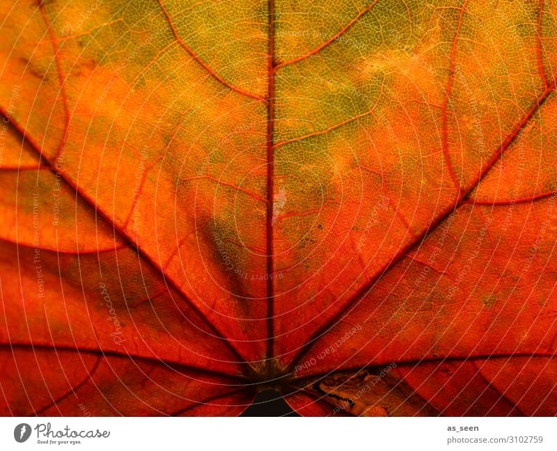 Herbstleuchten Oktoberfest Erntedankfest Umwelt Natur Pflanze Baum Blatt Ahornblatt Garten Park Herbstlaub ästhetisch natürlich mehrfarbig gelb grün orange rot