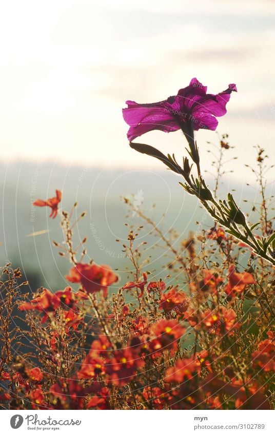 Blumen im Sonnenaufgang Himmel Sonnenlicht Dämmerung Natur Pflanze Blüte Frühling Garten Farbfoto Außenaufnahme Blühend Sommer Wiese Menschenleer Nahaufnahme