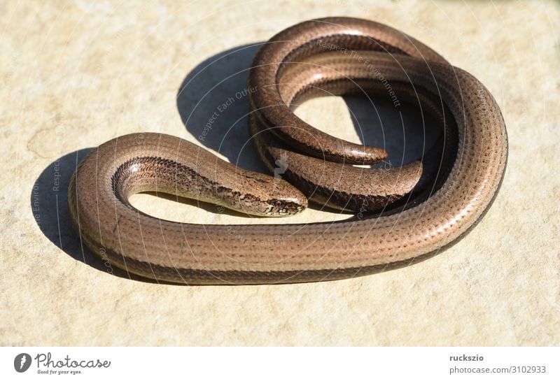 Squamat, Slow-worm Tier Wildtier liegen Blindschleiche Echsen Schleiche Reptil Lacertidae Schuppenkriechtiere Lizard creeper scaly crawler squamate Farbfoto