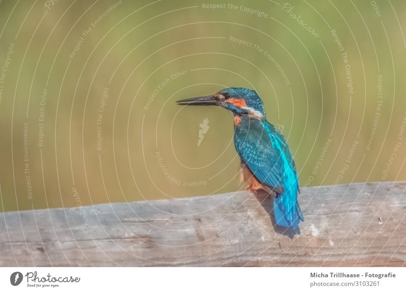 Eisvogel auf dem Zaun Natur Tier Sonne Sonnenlicht Schönes Wetter Seeufer Wildtier Vogel Tiergesicht Flügel Eisvögel Kopf Schnabel Auge Feder gefiedert 1