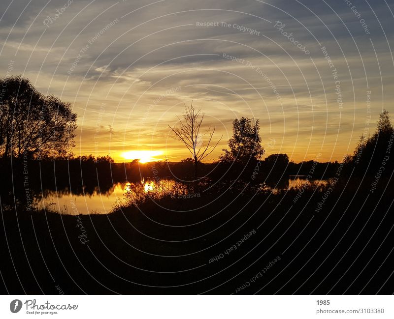 Sonnenuntergang am See Natur Landschaft Wasser Sonnenaufgang Sonnenlicht Sommer Schönes Wetter Baum Sträucher Seeufer Menschenleer beobachten glänzend gehen