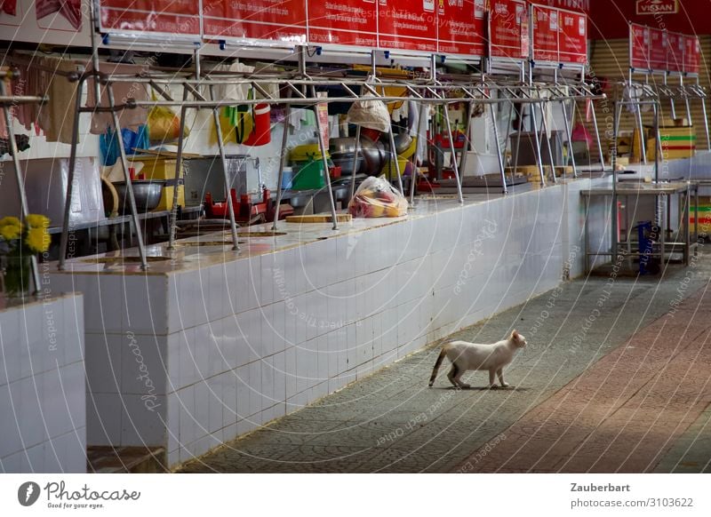 Katze im Ben-Thanh-Markt kaufen Markthalle Handel 1 Tier beobachten Jagd grau rot Überraschung einzigartig Fliesen u. Kacheln Vietnam Farbfoto Gedeckte Farben