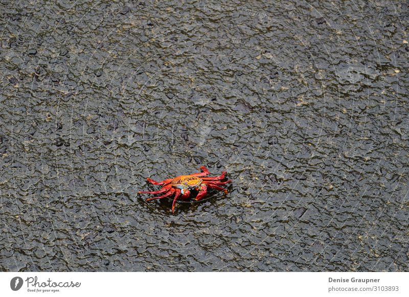 Red cliff crab on black rock Büffet Brunch Leben Sommer Strand Natur Wildtier 1 Tier maritim nass natürlich claw red food Marine ocean sea seafood shellfish