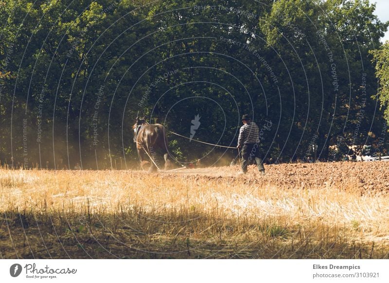 Ernte wie in alten Zeiten Umwelt Natur Landschaft Urelemente Erde Herbst Schönes Wetter Feld Arbeit & Erwerbstätigkeit historisch Herbstlaub Pflug pflügen