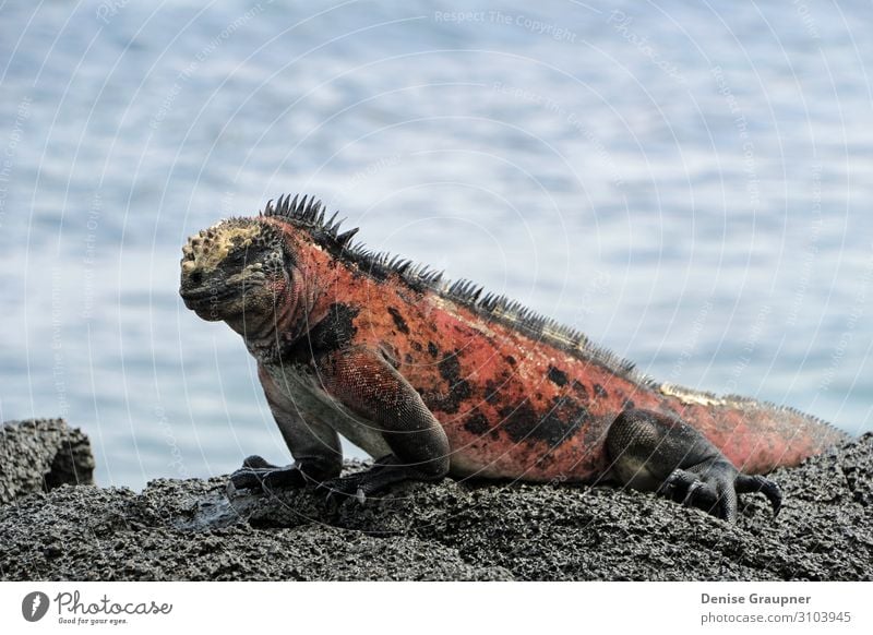 Sea lizard on a rock by the sea Ferien & Urlaub & Reisen Sommer Strand Natur Tier Sand Wildtier 1 Erholung beautiful landscape Lizard tourism view