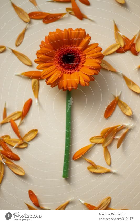 Orange gerbera Umwelt Natur Pflanze Blume Topfpflanze Gerbera Duft frisch natürlich Wärme grün orange Fröhlichkeit Flatlay Farbfoto Innenaufnahme Nahaufnahme